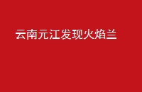 Ԫֻ